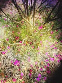 Pink flowers blooming on tree