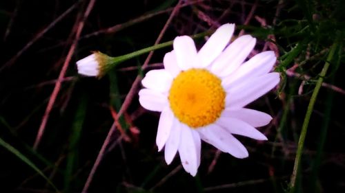 Close-up of yellow flower blooming outdoors