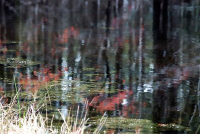 Reflection of trees in water