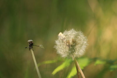 nature