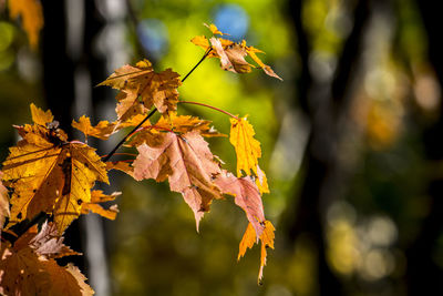 Close-up of maple leaves on tree
