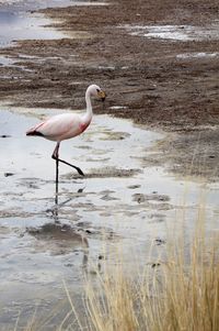 Panoramic view of lagoon laguna de canapa with flamingo at uyuni in bolivia,south america