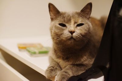 Close-up portrait of a cat