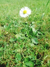 Close-up of white flowers growing in field