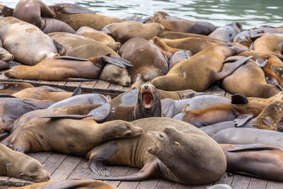 High angle view of sea sleeping