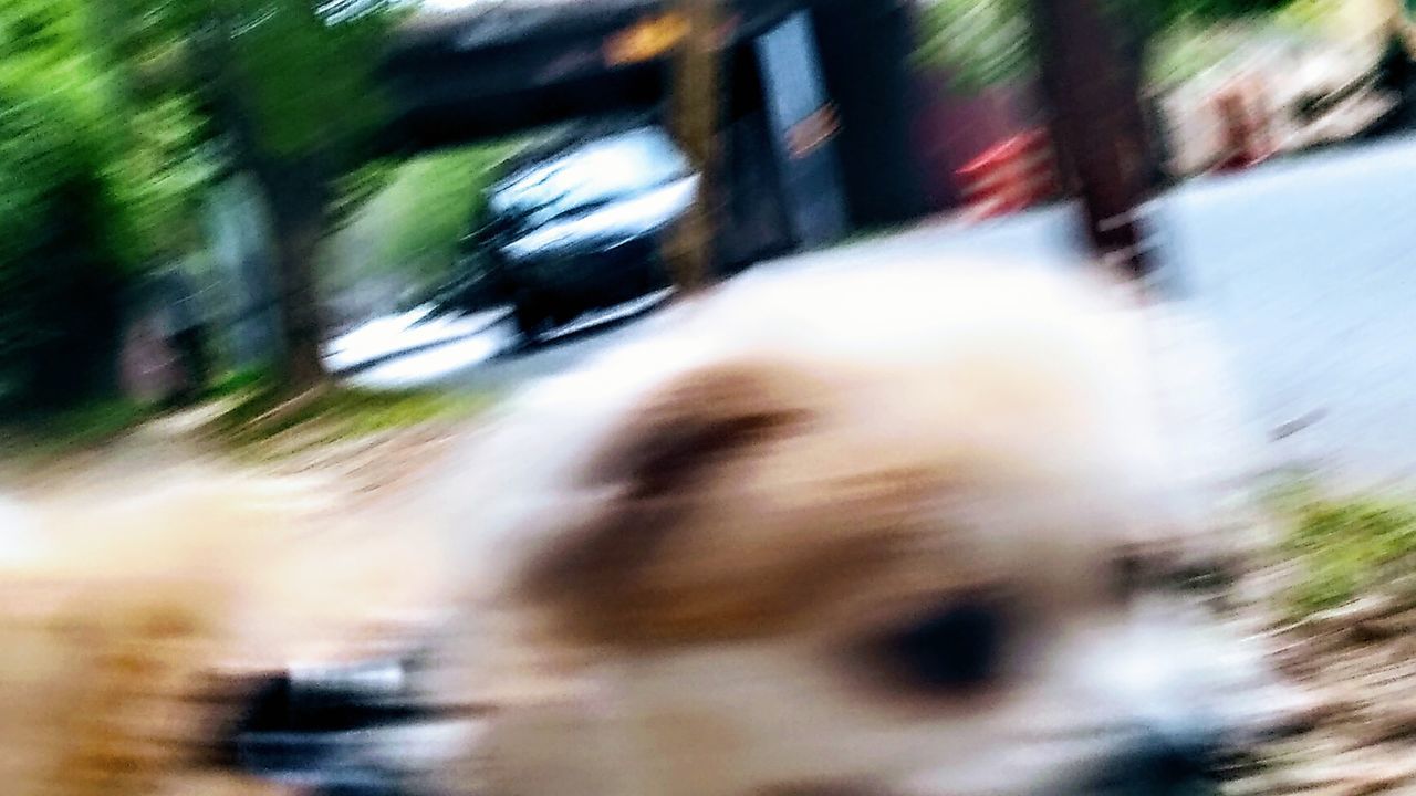 BLURRED MOTION OF MAN WITH DOG ON CITY IN BACKGROUND