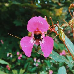 Close-up of insect on pink flower