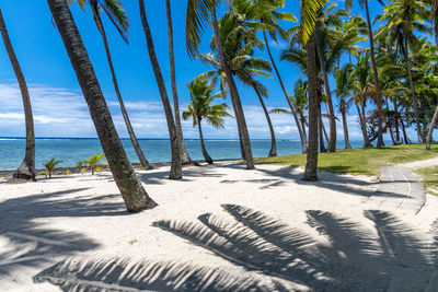 Palm trees on beach against sky