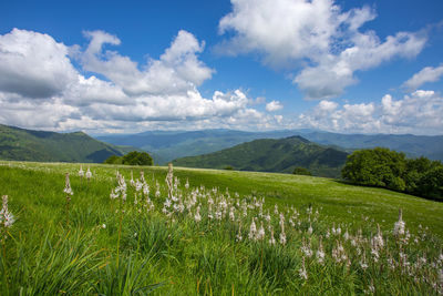 Scenic view of field against sky