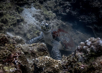 View of turtle in sea