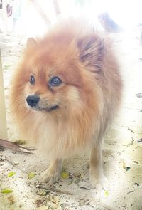 Close-up portrait of dog