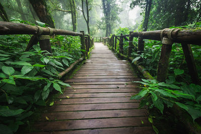 Boardwalk amidst trees in forest