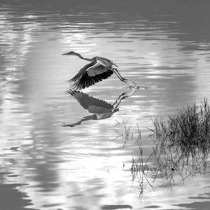 Crane  flying over lake