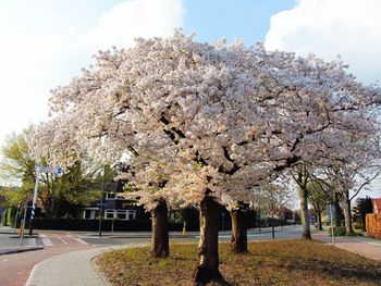 Blossoming tree against sky