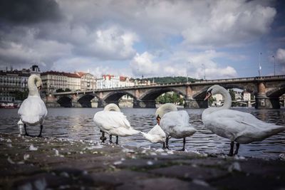 Seagulls perching on bridge over water against sky