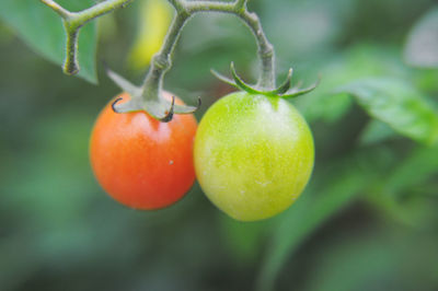 Close-up of tomato