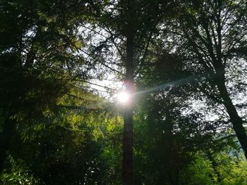 Sunlight streaming through trees in forest