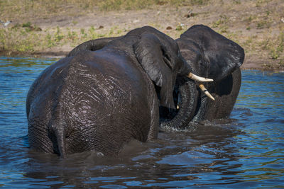 Elephants standing in lake