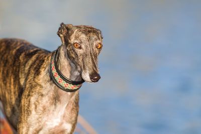 Close-up of a dog looking away