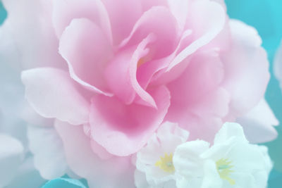 Close-up of flowers