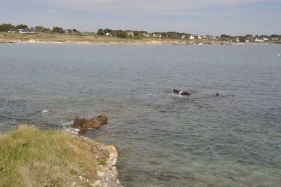 View of ducks swimming in sea