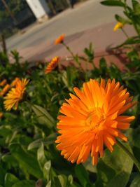 Close-up of orange flowers blooming outdoors