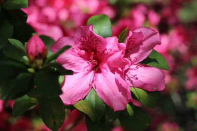 Close-up of pink flowers blooming outdoors