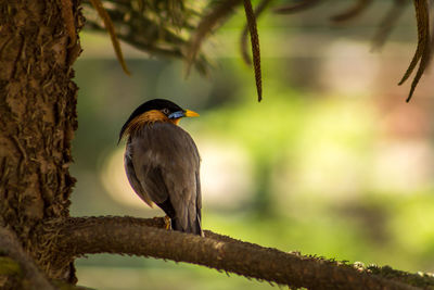 Close-up of bird perching on tree