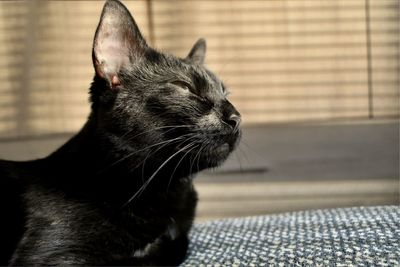 Close-up of a cat looking away