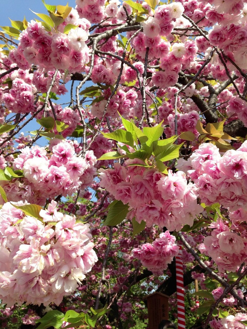 flower, freshness, pink color, fragility, growth, branch, beauty in nature, tree, blossom, nature, petal, in bloom, blooming, cherry blossom, pink, low angle view, cherry tree, springtime, botany, fruit tree