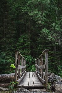 Footbridge in forest