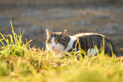 Portrait of cat relaxing on field