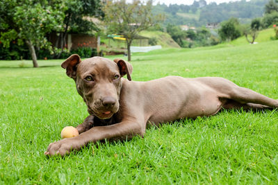 Close-up of dog with ball lying on grass