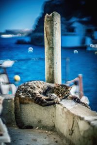 Close-up of snake on sea shore