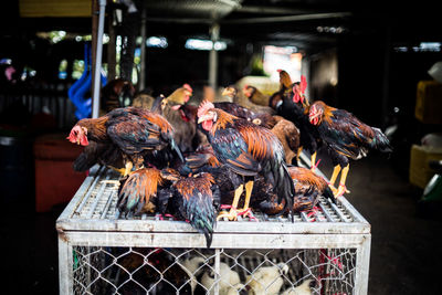 Roosters on cage