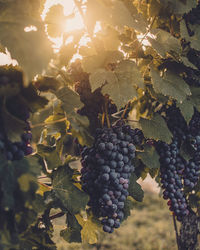 Grapes growing in vineyard