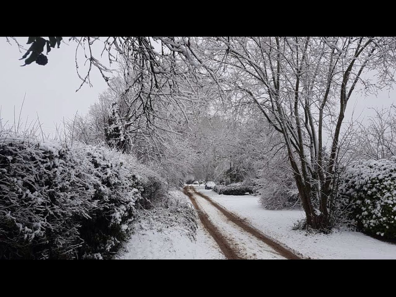 BARE TREES IN WINTER