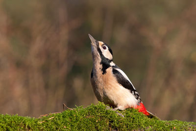 Close-up of a bird