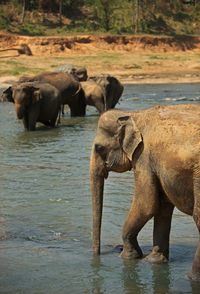 Elephant drinking water in lake