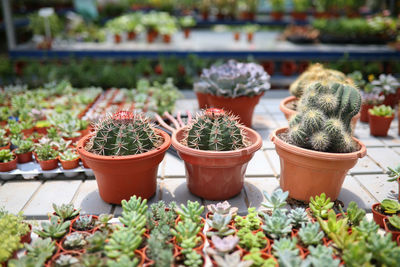 Potted plants in greenhouse