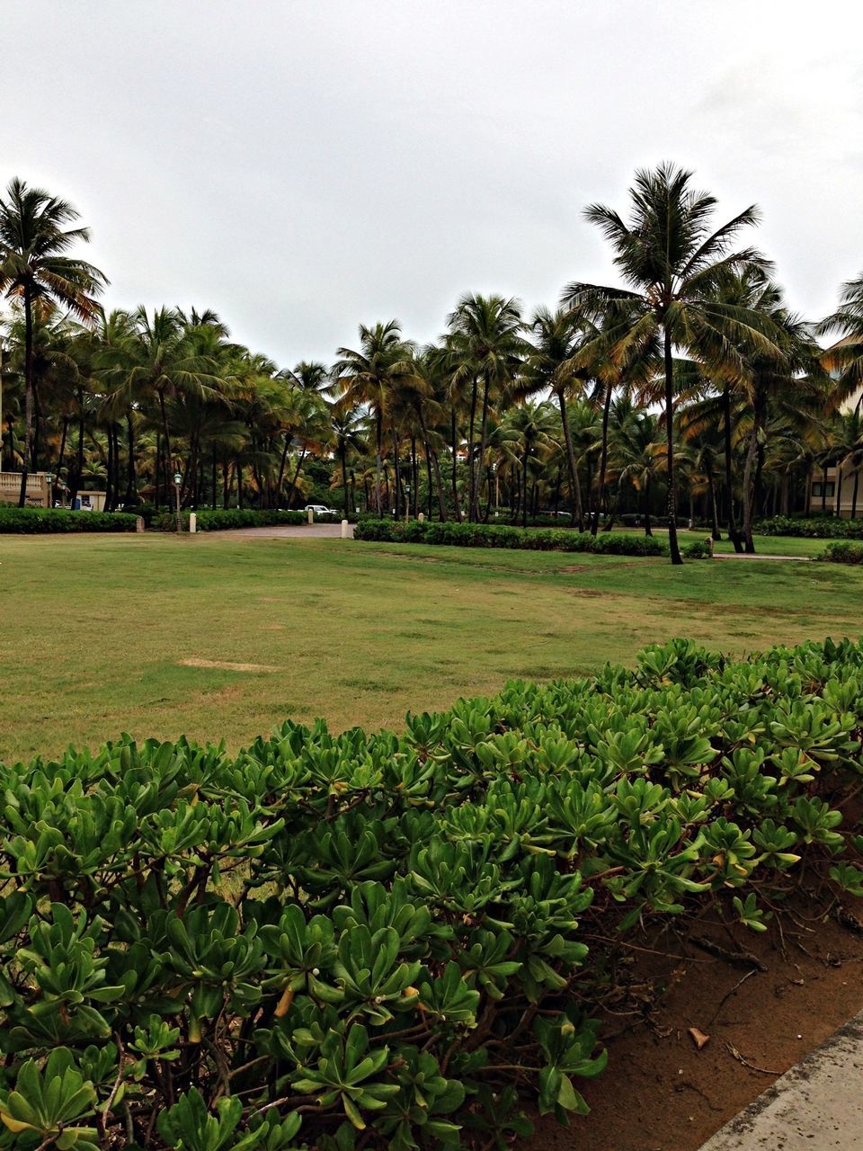 tree, green color, growth, grass, palm tree, building exterior, clear sky, plant, nature, field, built structure, sky, park - man made space, lawn, architecture, tranquility, green, beauty in nature, growing, grassy