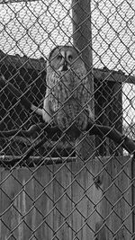 Close-up of chainlink fence in cage