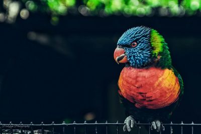 Close-up of parrot on fence