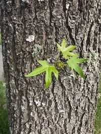 Close-up of leaf on tree trunk