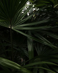 Full frame shot of palm tree