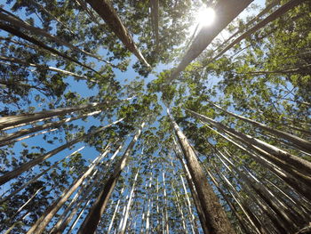 Low angle view of sunlight streaming through trees