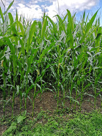 Crops growing on field