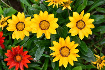 Close-up of yellow flowering plants