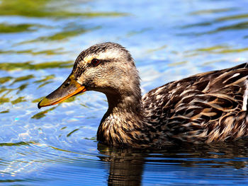 Close-up of duck swimming in lake