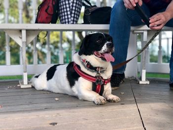 Low section of man with dog